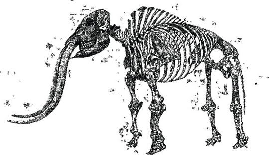 elephat small