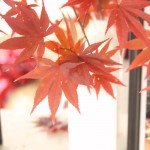 dpp07d90b020b3716