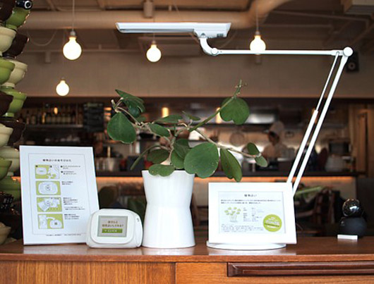 blog-plant